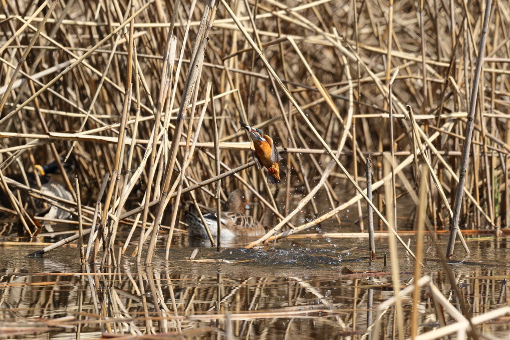 久し振りのカワちゃん４