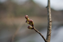 皆さん、桜はもう少し我慢です。2