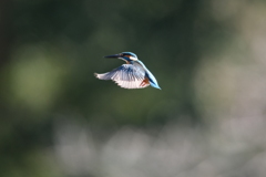 ホバも撮れたよ１