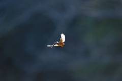 男の子が・・・