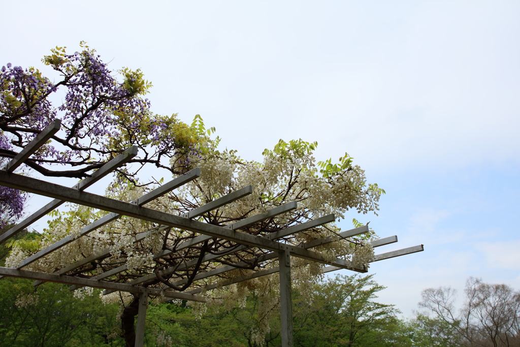藤の花