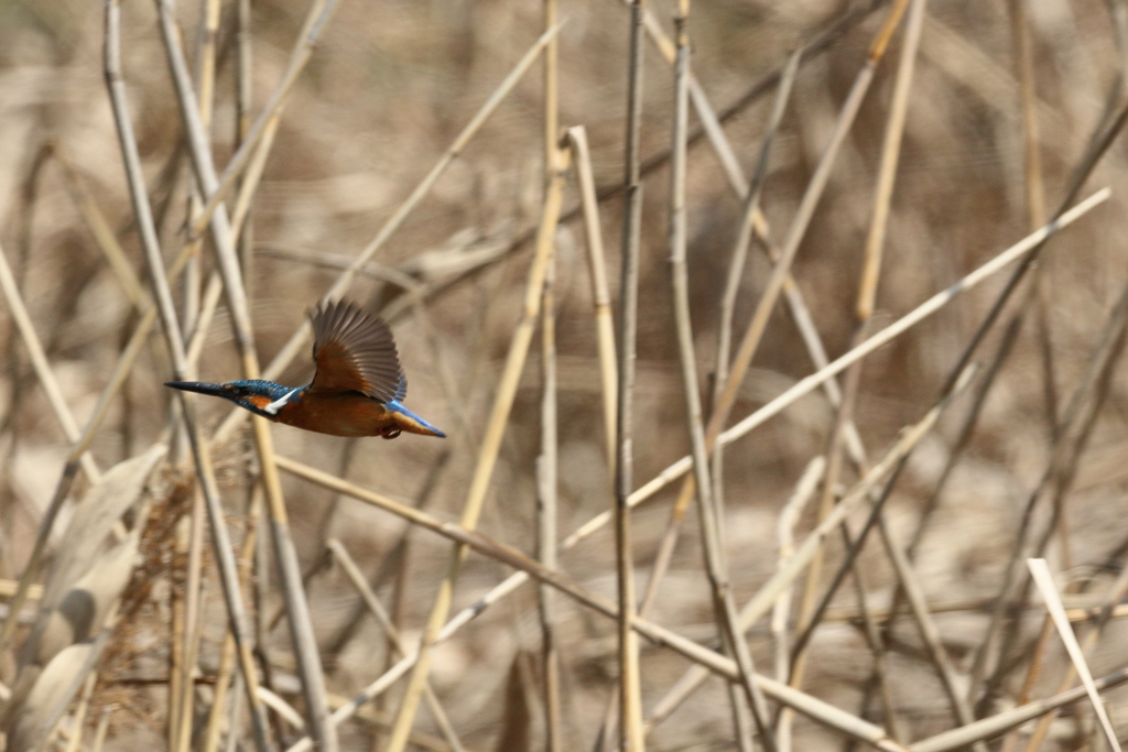 久し振りのカワちゃん２