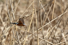 久し振りのカワちゃん2