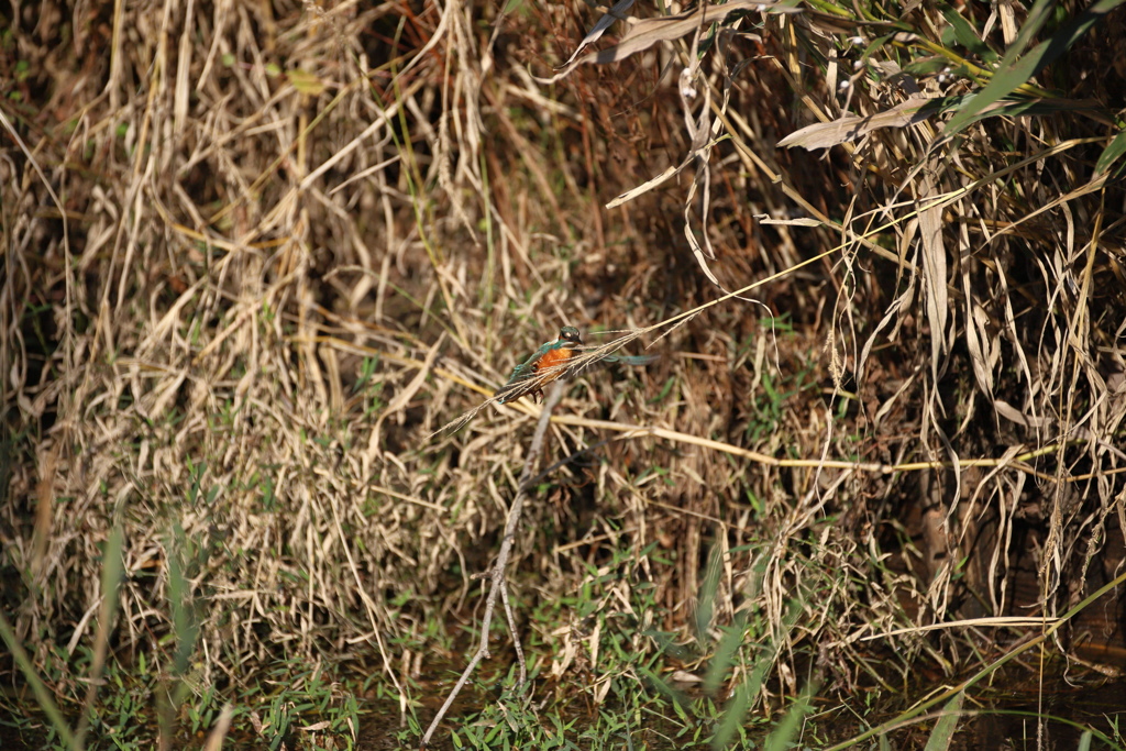 やっとお顔が見えました