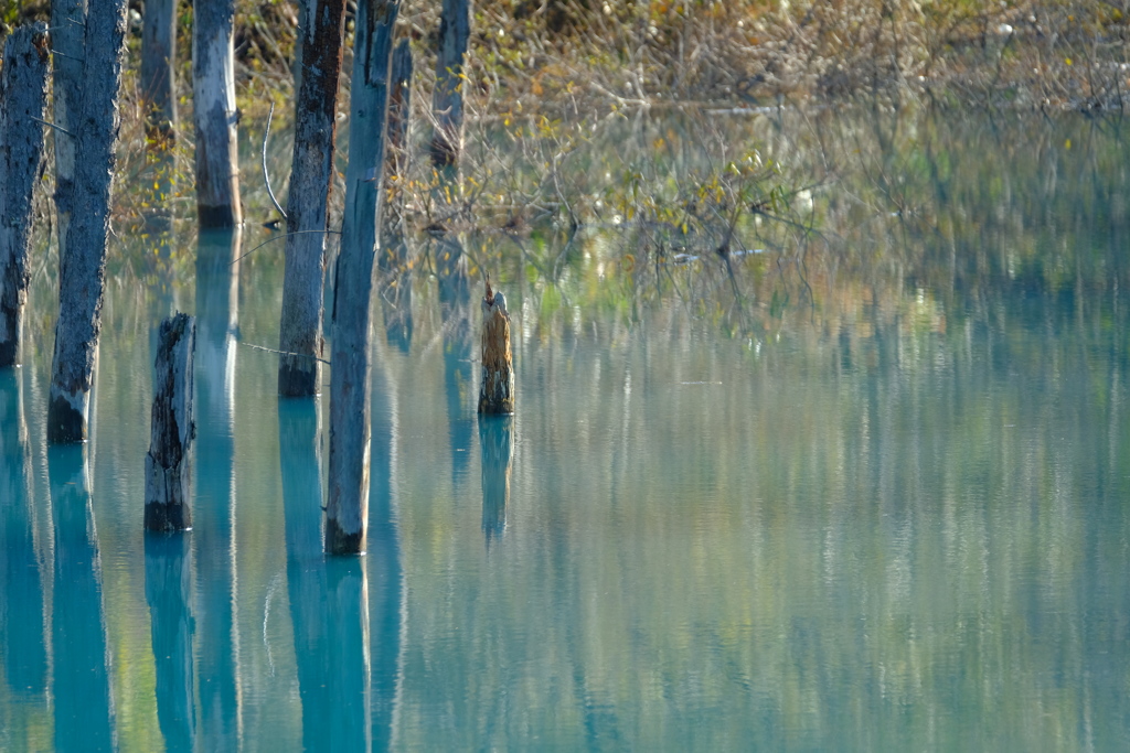 青の池、どちらが良い？