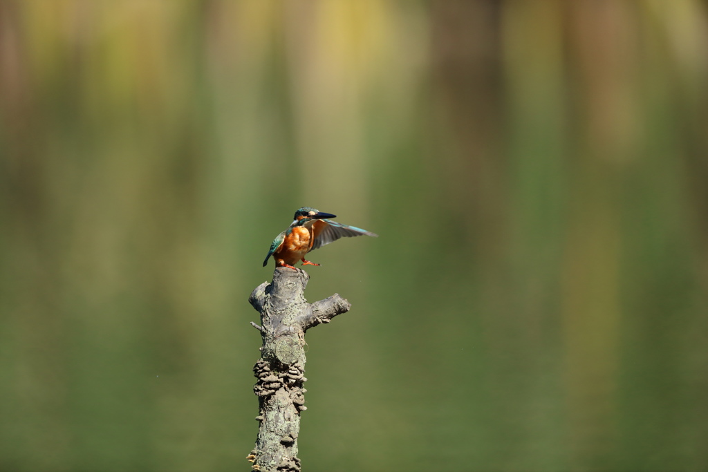 左羽上げて、左足も上げて