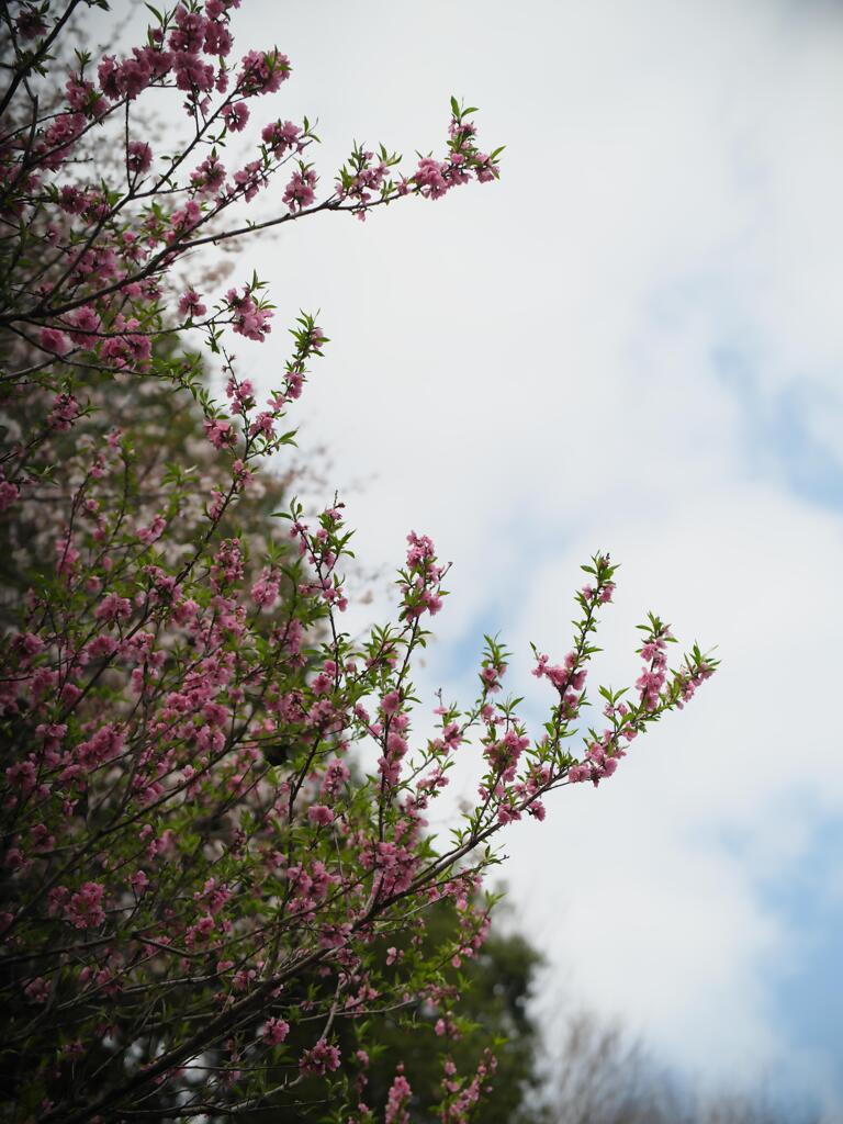 桜と桃