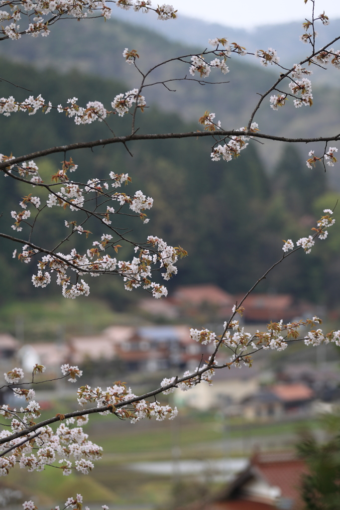 何処の桜かな？