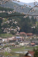 何処の桜かな？
