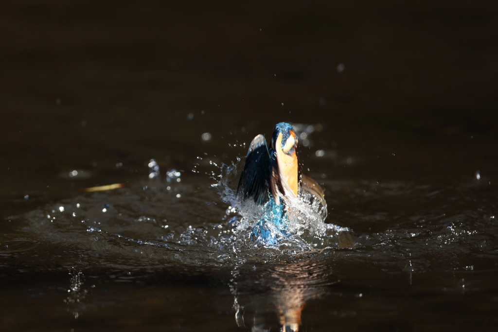 やっぱり一眼２