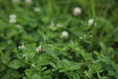 40単で蜂撮り