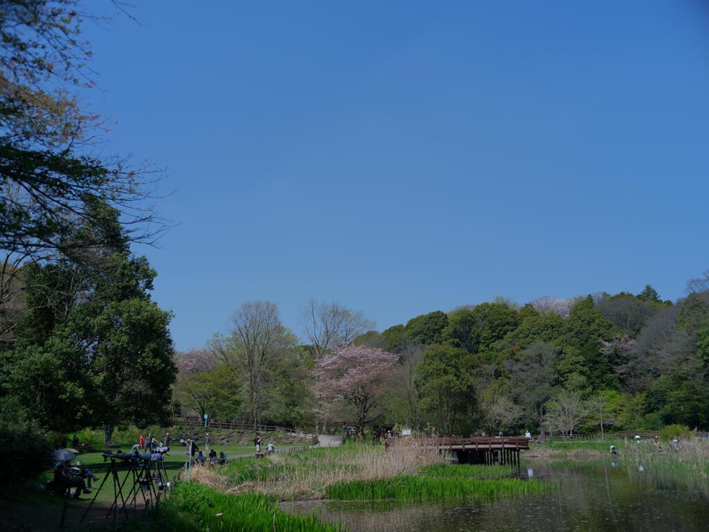 夏日