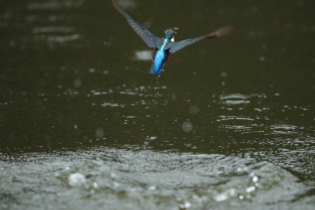 2匹取ったぞ、でもＢ面