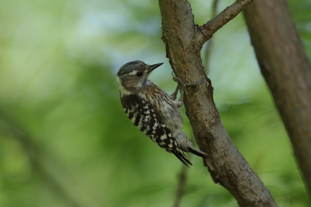 コゲラちゃん３