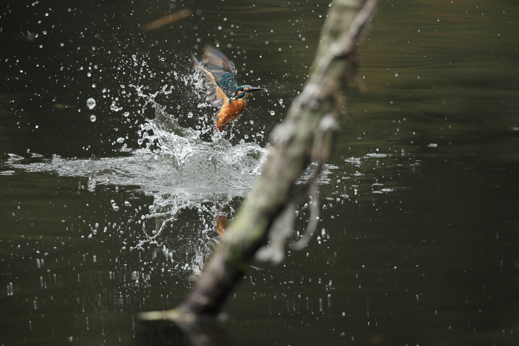 久しぶりの水がらみ８