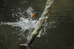 久しぶりの水がらみ8