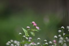 120－300で花