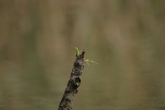 カマキリ君の大冒険