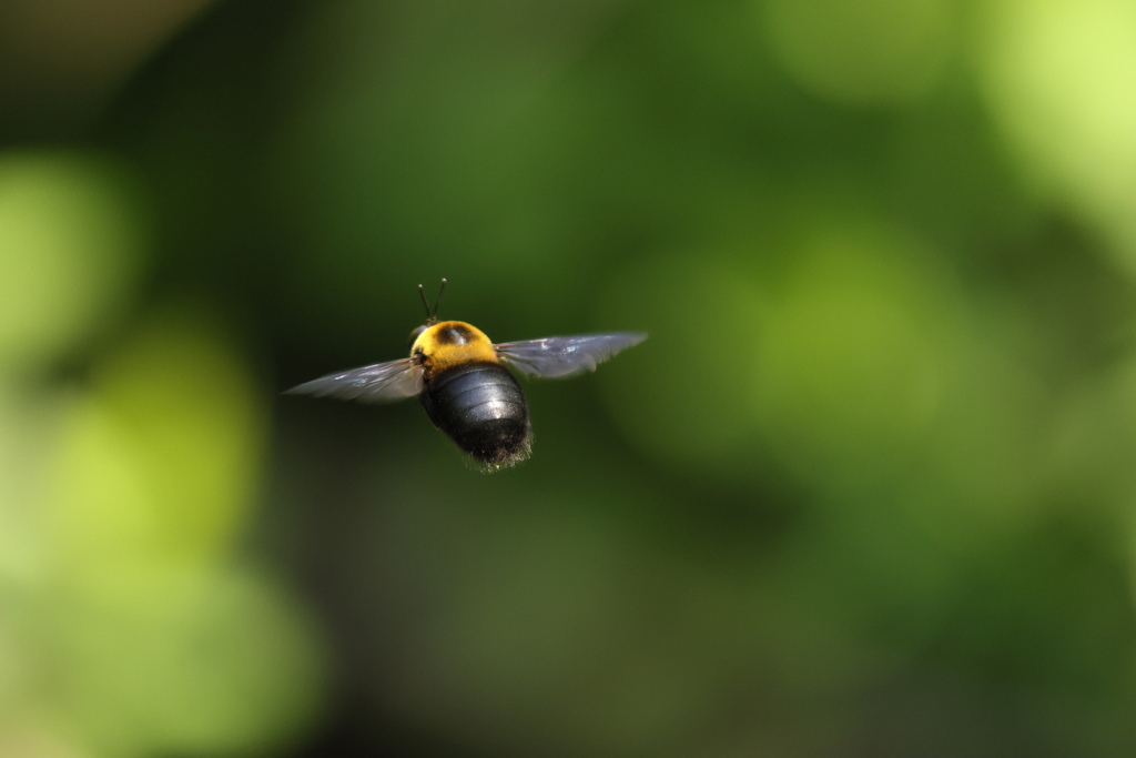 ブン！ブン！蜂が飛ぶ