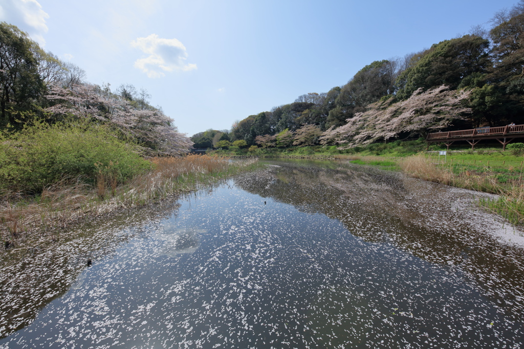 散りぎわ