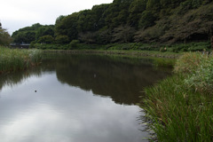 18㎜でカワセミ撮影２