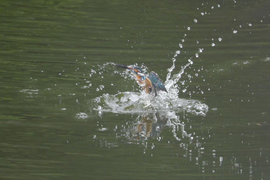 なかなかイケルかも１