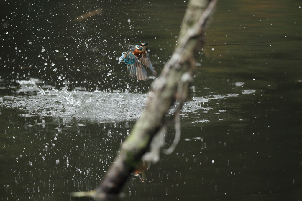 久しぶりの水がらみ９