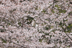 桜ダイサギ