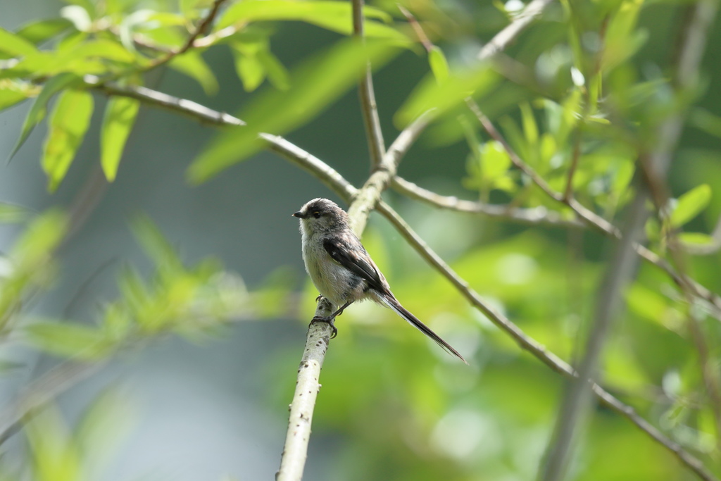 モフモフの子３