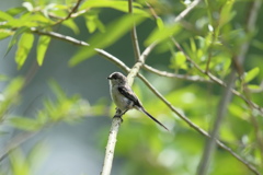 モフモフの子３