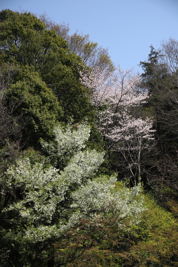 里山の春？④