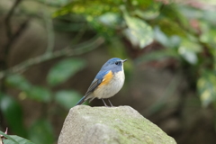 ツンデレ