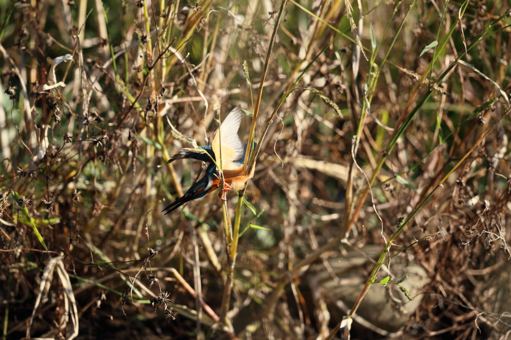 行きます、何回目？