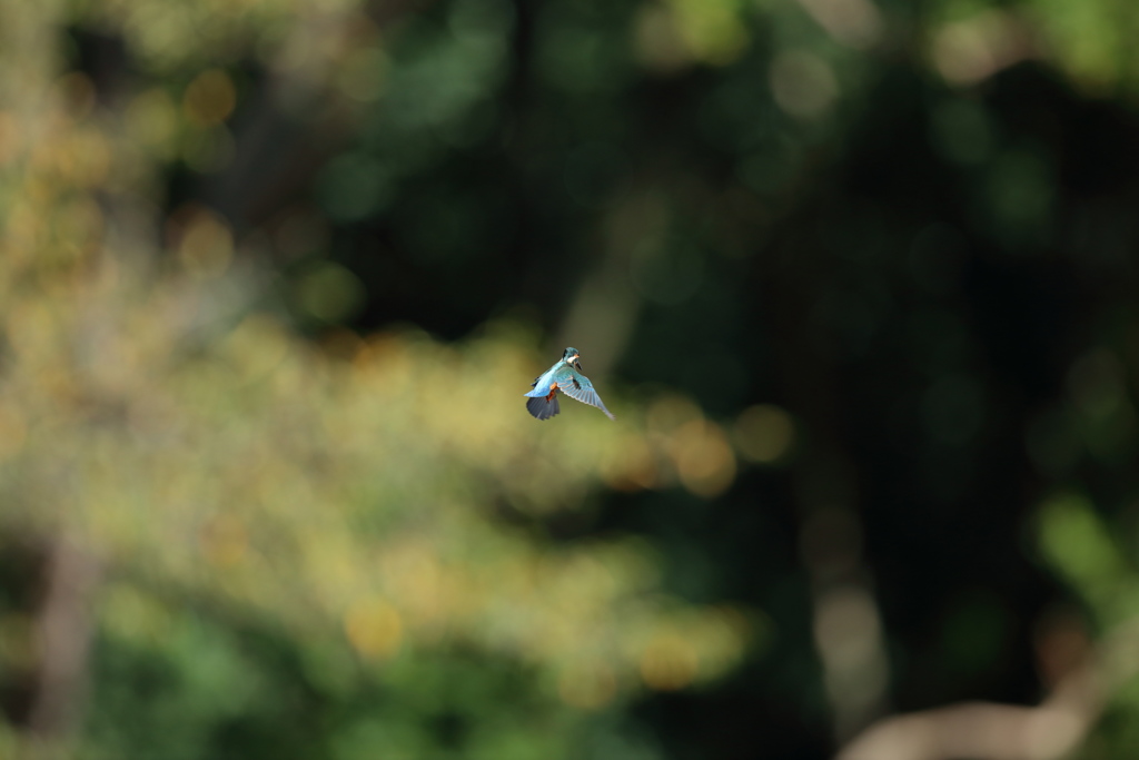 いきなりのホバ大会開催２