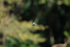 いきなりのホバ大会開催２