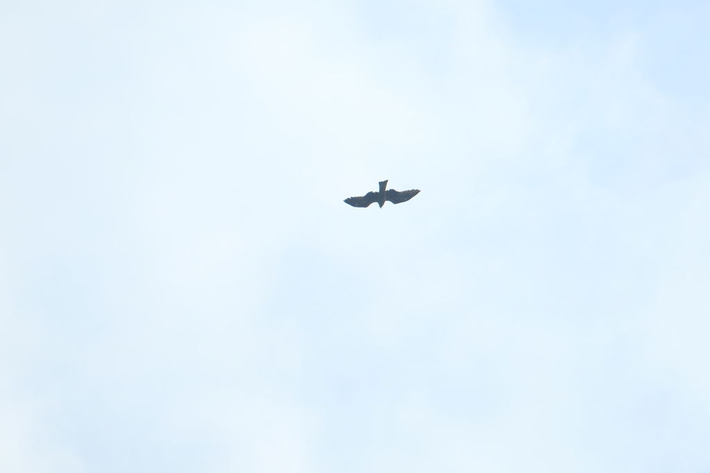 猛禽類ならokかな