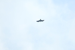 猛禽類ならokかな