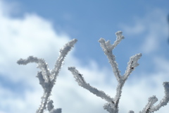 樹氷の始まり？⓷