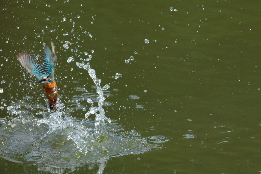 なんとか水がらみ