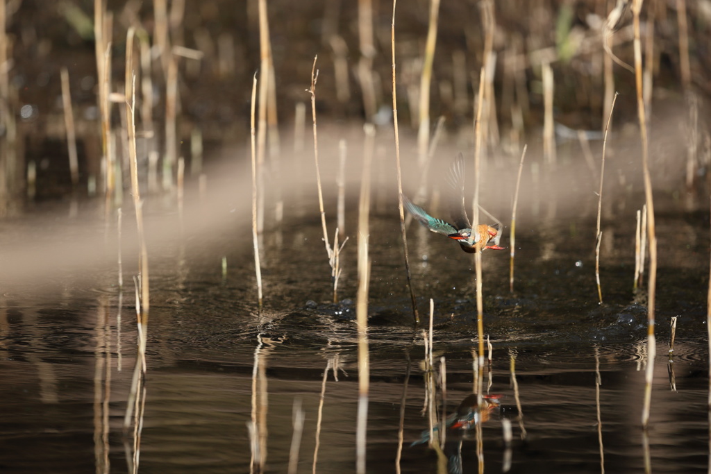 やっぱり、被った４