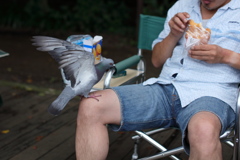 若い？鳩使い？２