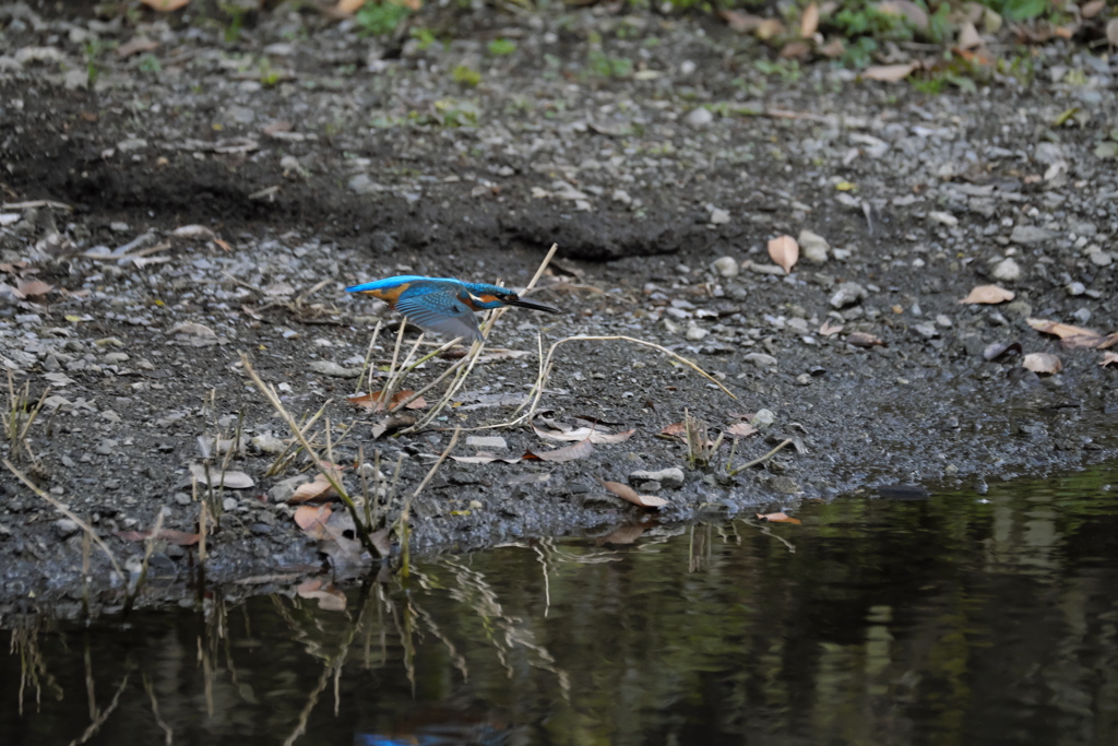 ここまで撮れたよ３