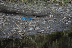 ここまで撮れたよ３