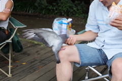 若い？鳩使い？