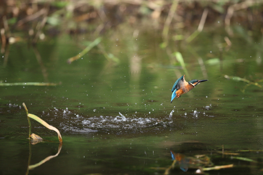 今日来れば・・・２
