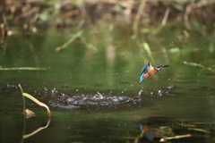 今日来れば・・・２