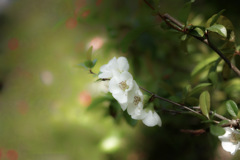 この木なんの木トシオ木