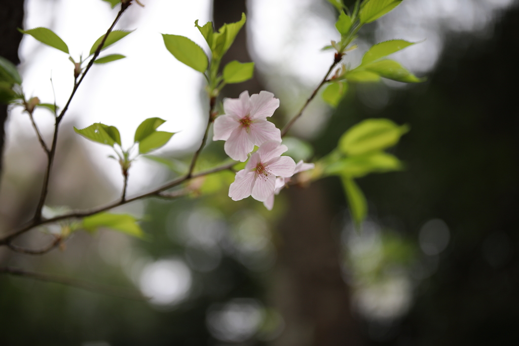 桜咲く２
