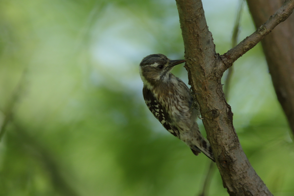 コゲラちゃん５