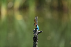 シュー、手を上げて